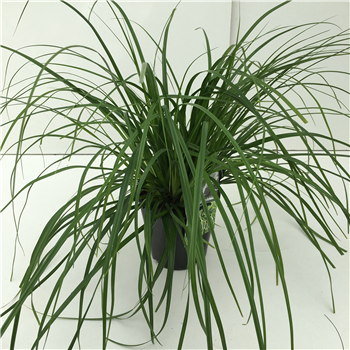Carex oshimensis 'Evergreen' F00003857