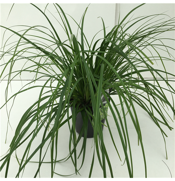 Carex oshimensis 'Evergreen' F00003857