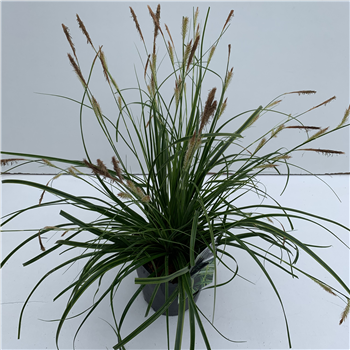 Carex oshimensis 'Everlime' F00003988