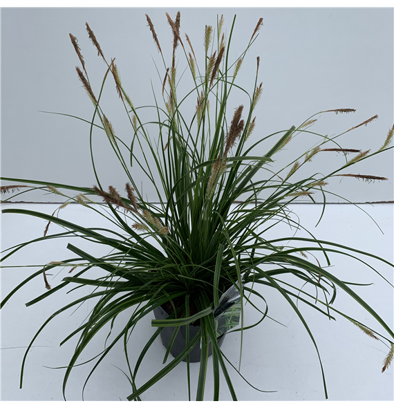Carex oshimensis 'Everlime' F00003988