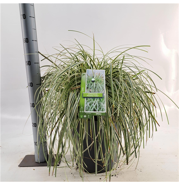 Carex oshimensis 'Feather Falls' F00005799
