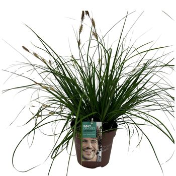 Carex oshimensis 'Intense Green' F00004293