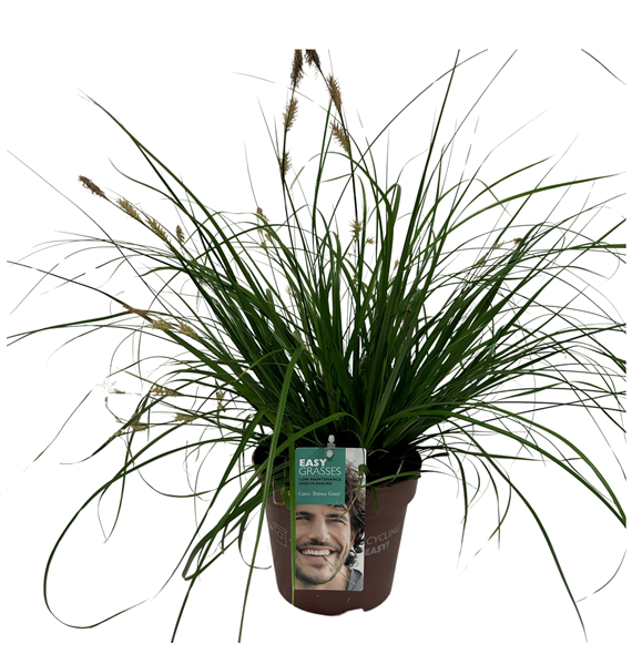 Carex oshimensis 'Intense Green' F00004293