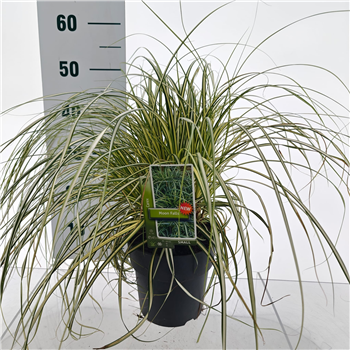 Carex oshimensis 'Moon Falls' F00005803