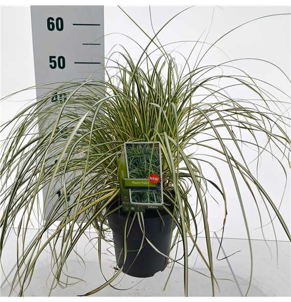 Carex oshimensis 'Moon Falls' F00005803
