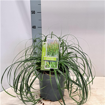 Carex oshimensis 'Ribon Falls' F00005813