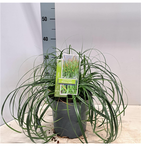 Carex oshimensis 'Ribon Falls' F00005813