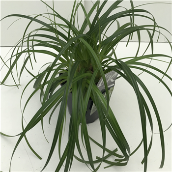 Carex oshimensis 'Ribbon Falls' F00004038
