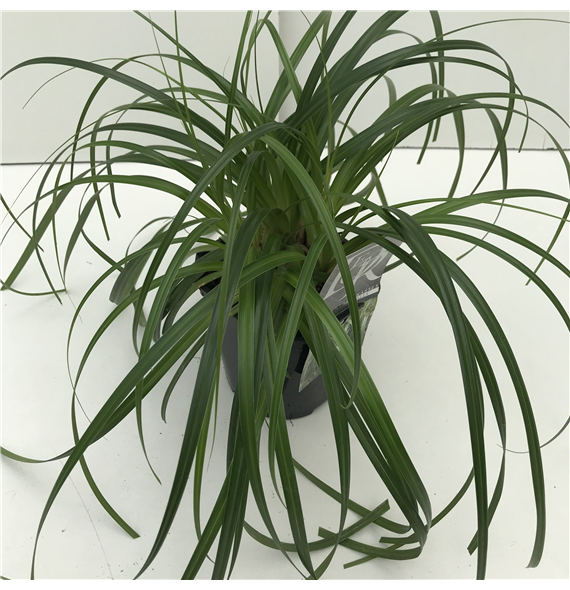 Carex oshimensis 'Ribbon Falls' F00004038