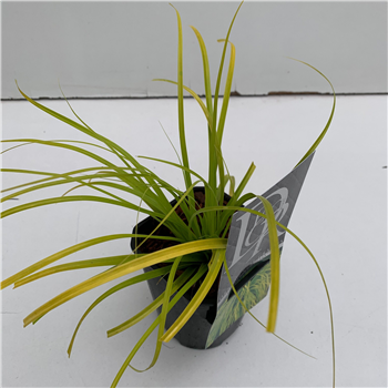 Carex oshimensis Evercolor Everillo F00005351