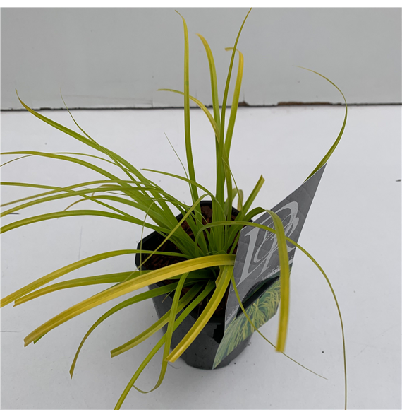Carex oshimensis Evercolor Everillo F00005351