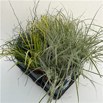 Carex oshimensis mix F00004048