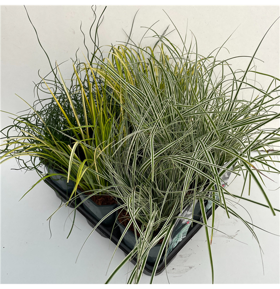 Carex oshimensis mix F00004048
