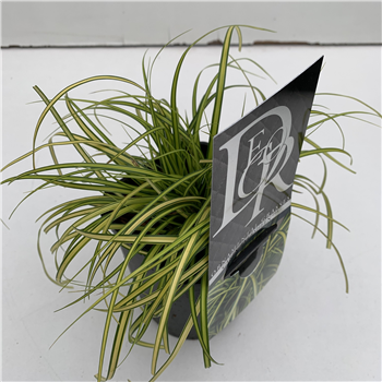 Carex oshimensis Evercolor Eversheen F00005352