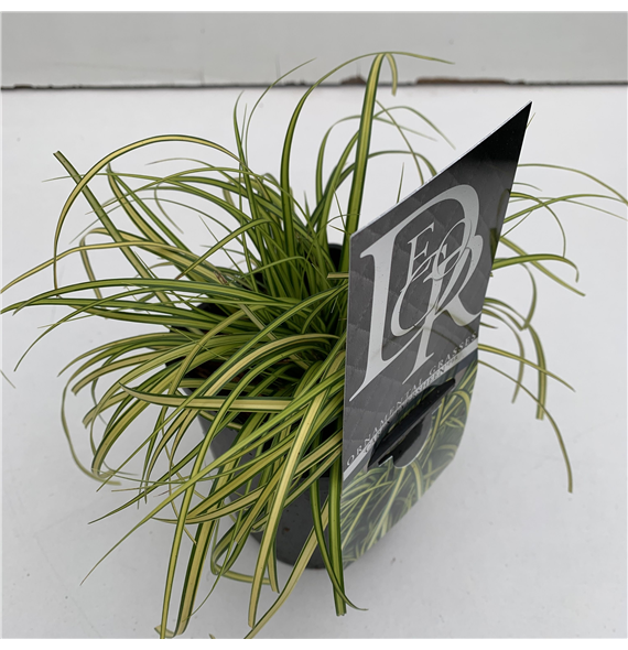 Carex oshimensis Evercolor Eversheen F00005352