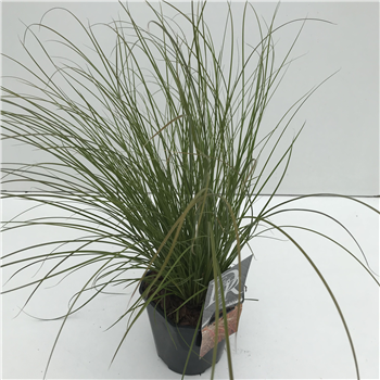 Carex testacea 'Prairie Fire Color Grass' F00003984