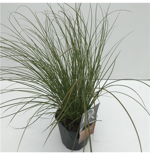 Carex testacea 'Prairie Fire Color Grass' F00003984