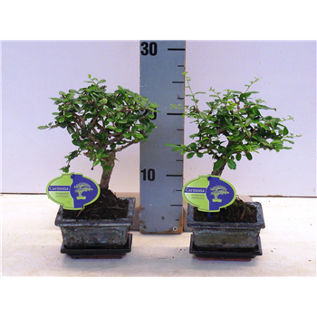 Carmona retusa 'macrophylla' F00007609