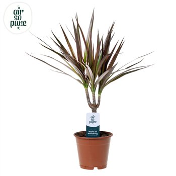 Dracena marg  magenta Magenta p12 1 pp 50cm 12cm Q2600