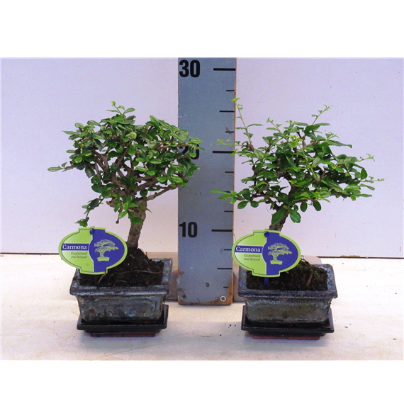 Carmona retusa 'macrophylla' F00007609