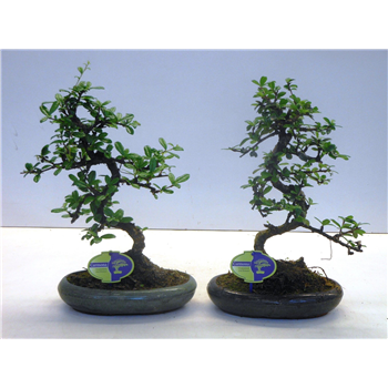 Carmona retusa 'macrophylla' F00007610