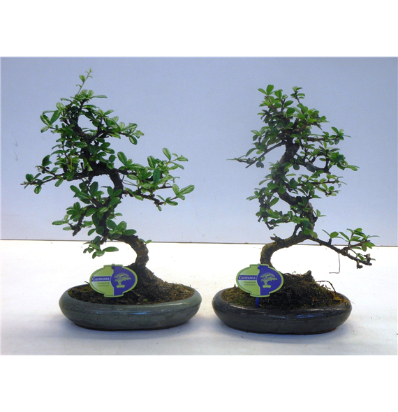Carmona retusa 'macrophylla' F00007610