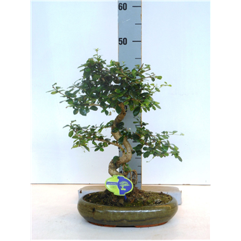 Carmona retusa 'macrophylla' F00007611