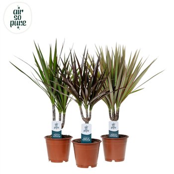 Dracena marg  mix Marginata p12 1 pp 40cm 12cm Q2694