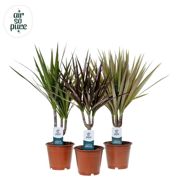 Dracena marg  mix Marginata p12 1 pp 40cm 12cm Q2694