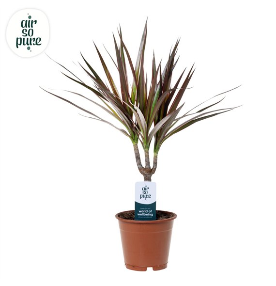 Dracena marg  magenta Magenta p12 (Air so Pure) 1 pp 50cm 12cm Q2701