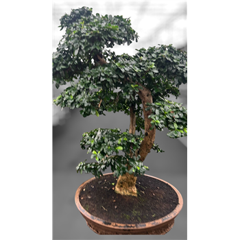 Carmona retusa 'macrophylla' F00007624