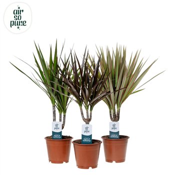Dracena marg  mix Marginata p12 (Air so Pure) 1 pp 40cm 12cm Q2774