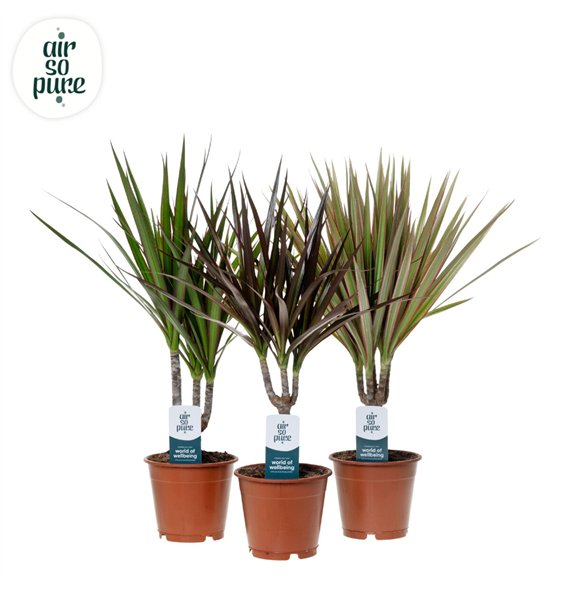 Dracena marg  mix Marginata p12 (Air so Pure) 1 pp 40cm 12cm Q2774