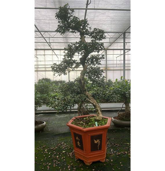 Carmona retusa 'macrophylla' F00007614