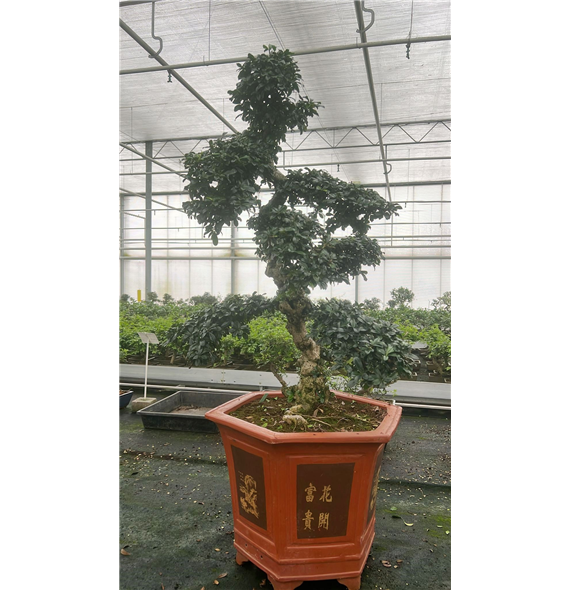 Carmona retusa 'macrophylla' F00007622