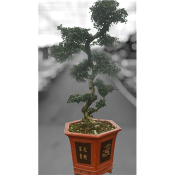 Carmona retusa 'macrophylla' F00007619