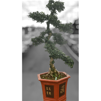 Carmona retusa 'macrophylla' F00007620