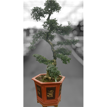 Carmona retusa 'macrophylla' F00007621