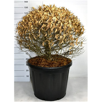 Carpinus betulus F00006268