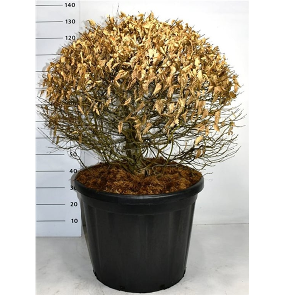 Carpinus betulus F00006268
