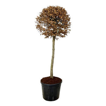 Carpinus betulus F00007249