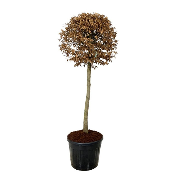 Carpinus betulus F00007249