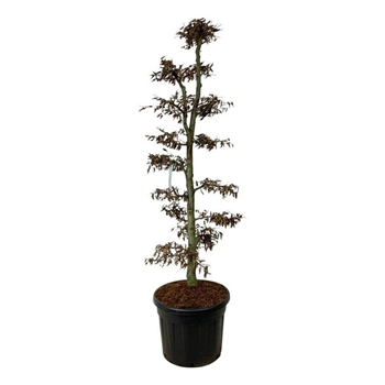 Carpinus betulus F00007167