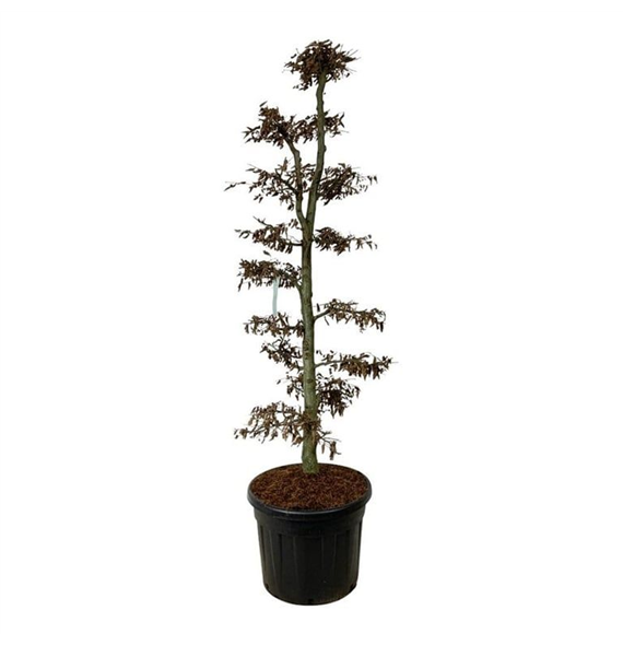 Carpinus betulus F00007167