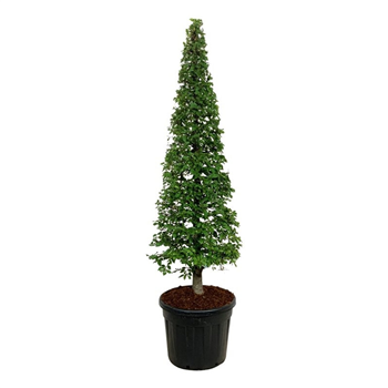 Carpinus betulus F00007255