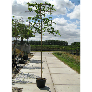 Carpinus betulus F00003327