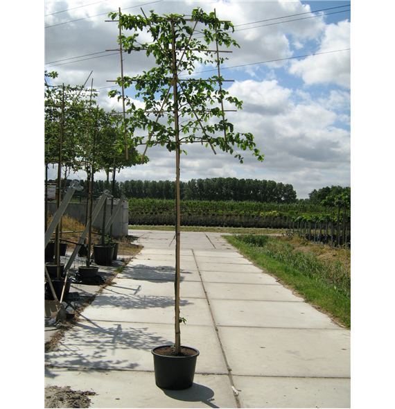 Carpinus betulus F00003327