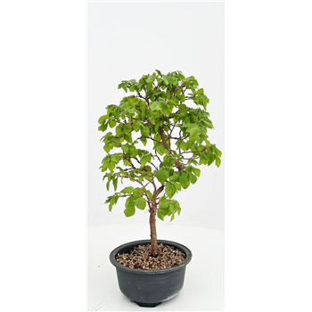 Carpinus japonica F00007607
