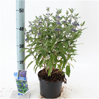 Caryopteris clandonensis 'Grand Bleu' F00005790