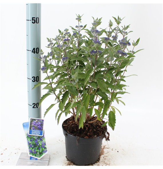 Caryopteris clandonensis 'Grand Bleu' F00005790